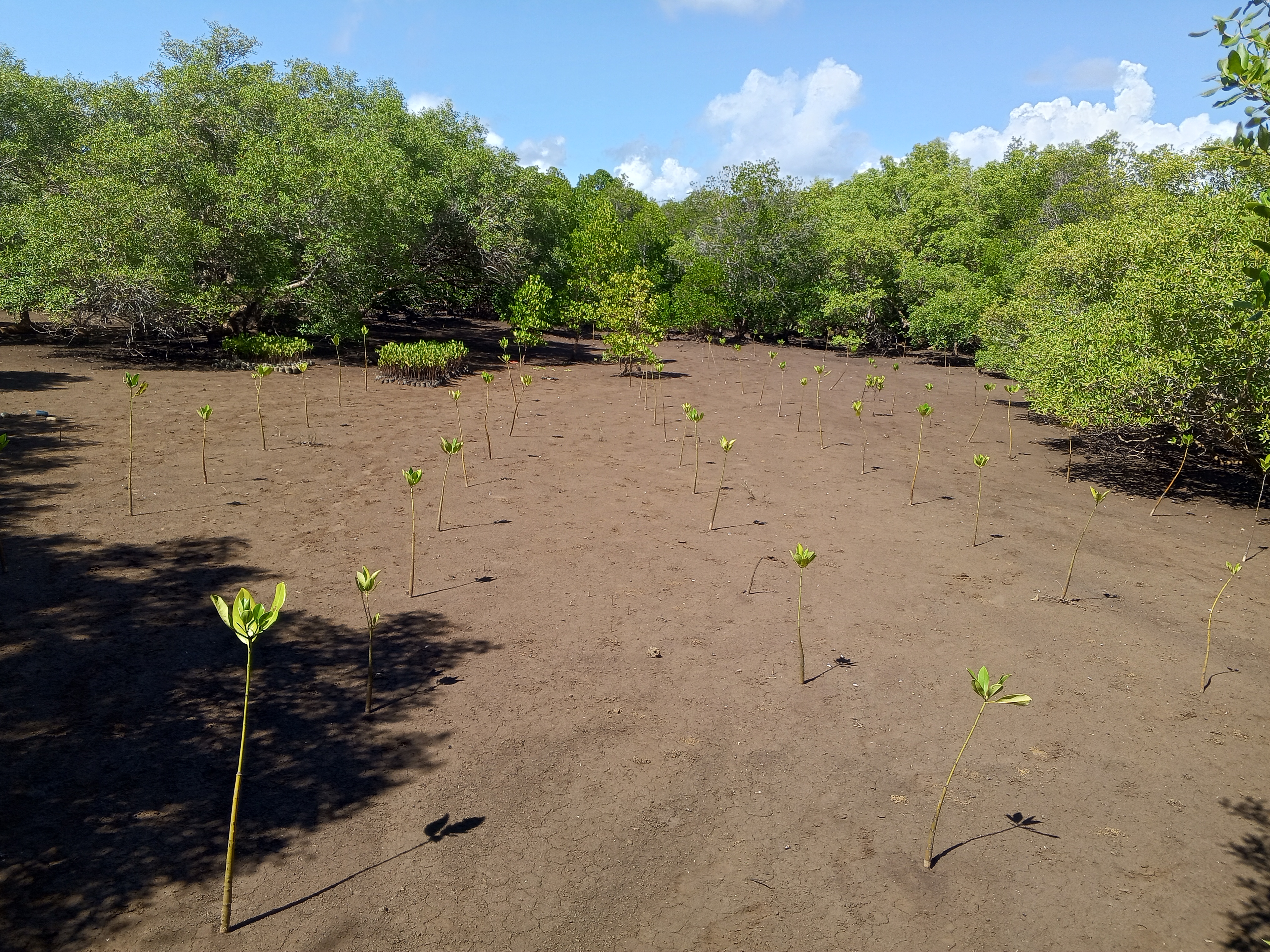 MANGROVE PLANTING AND RESTORATION PROJECT.