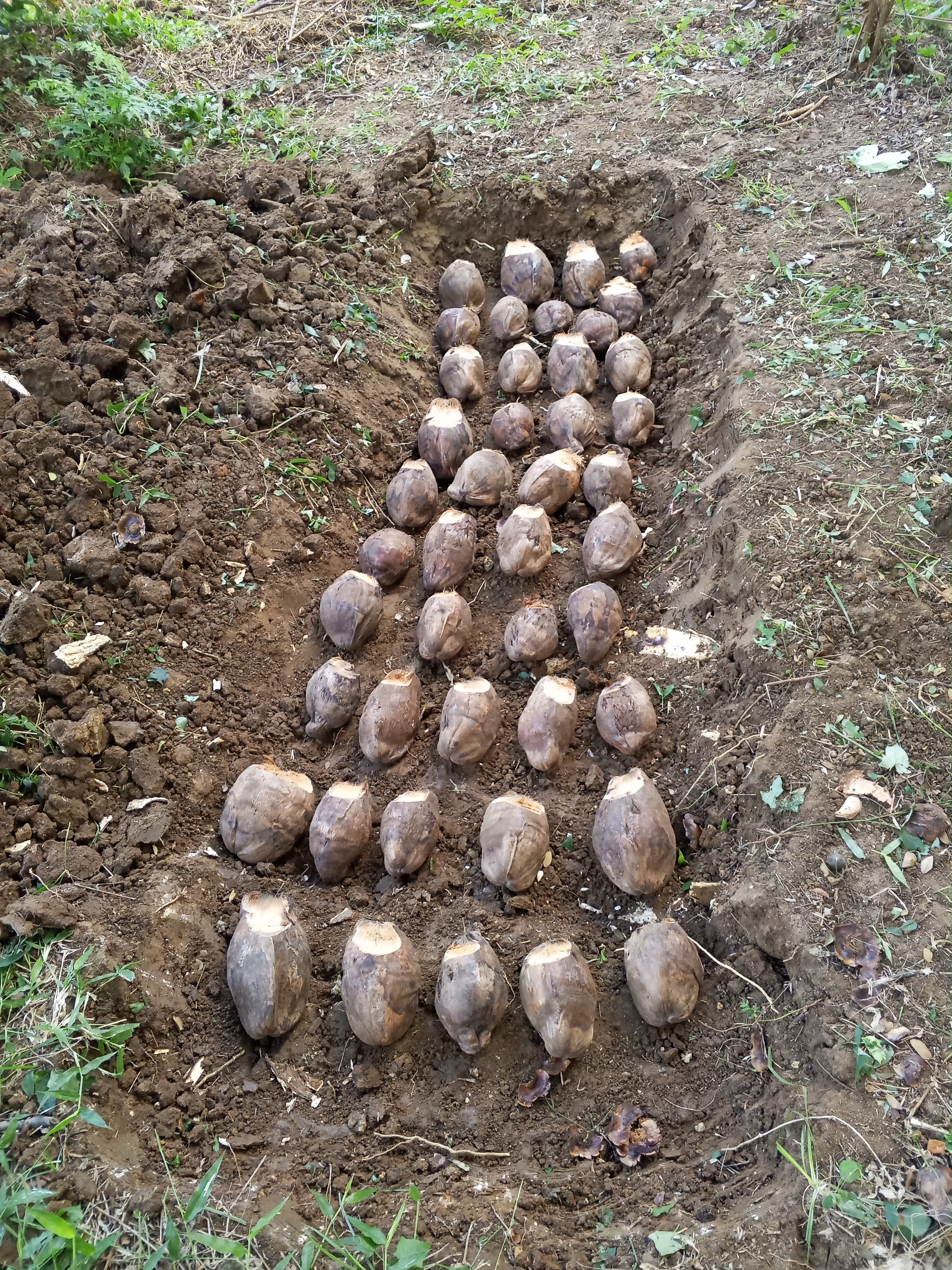 PLANTING TO SMILE TOGETHER.