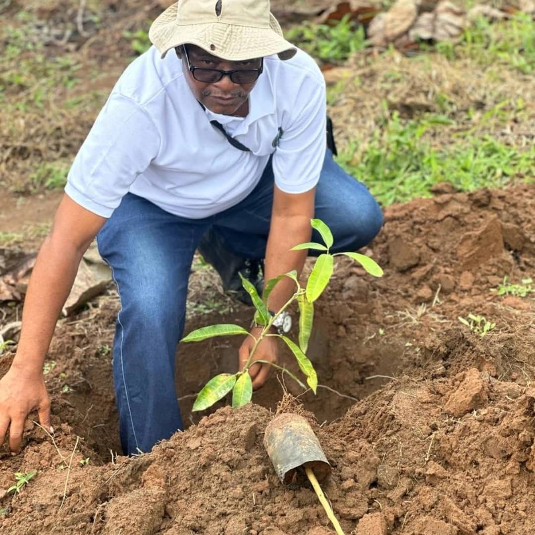 Planting a young mango seedling into prepared soil