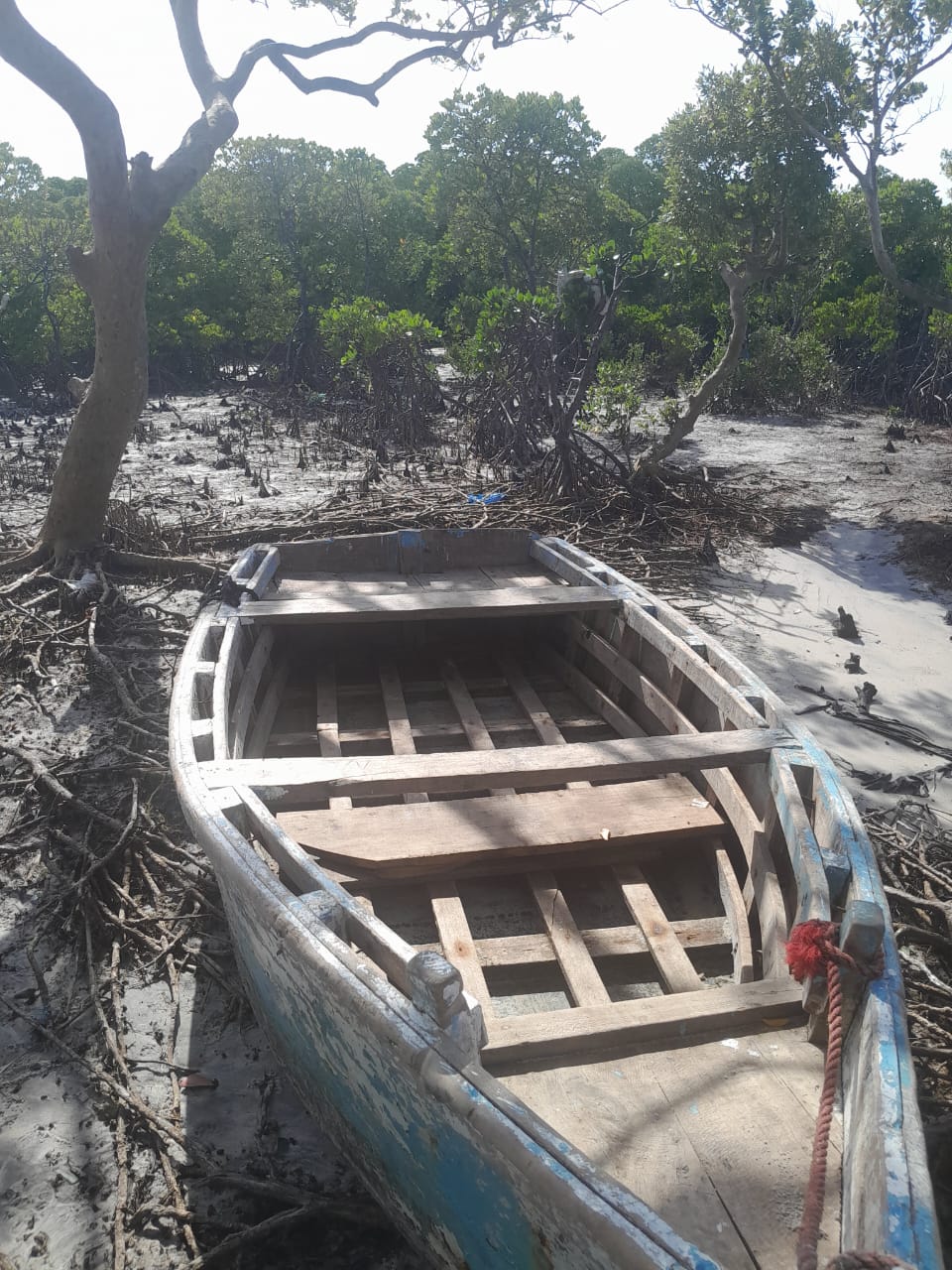 Fishing boat resting among mangrove roots at low tide