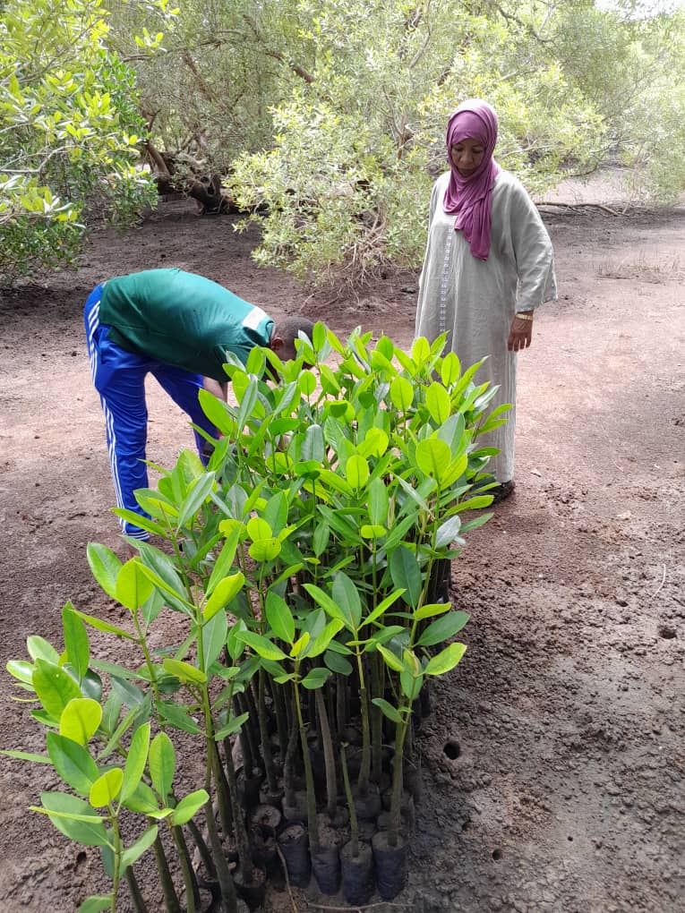 TAGET staff preparing a batch of mangrove seedlings for transplanting