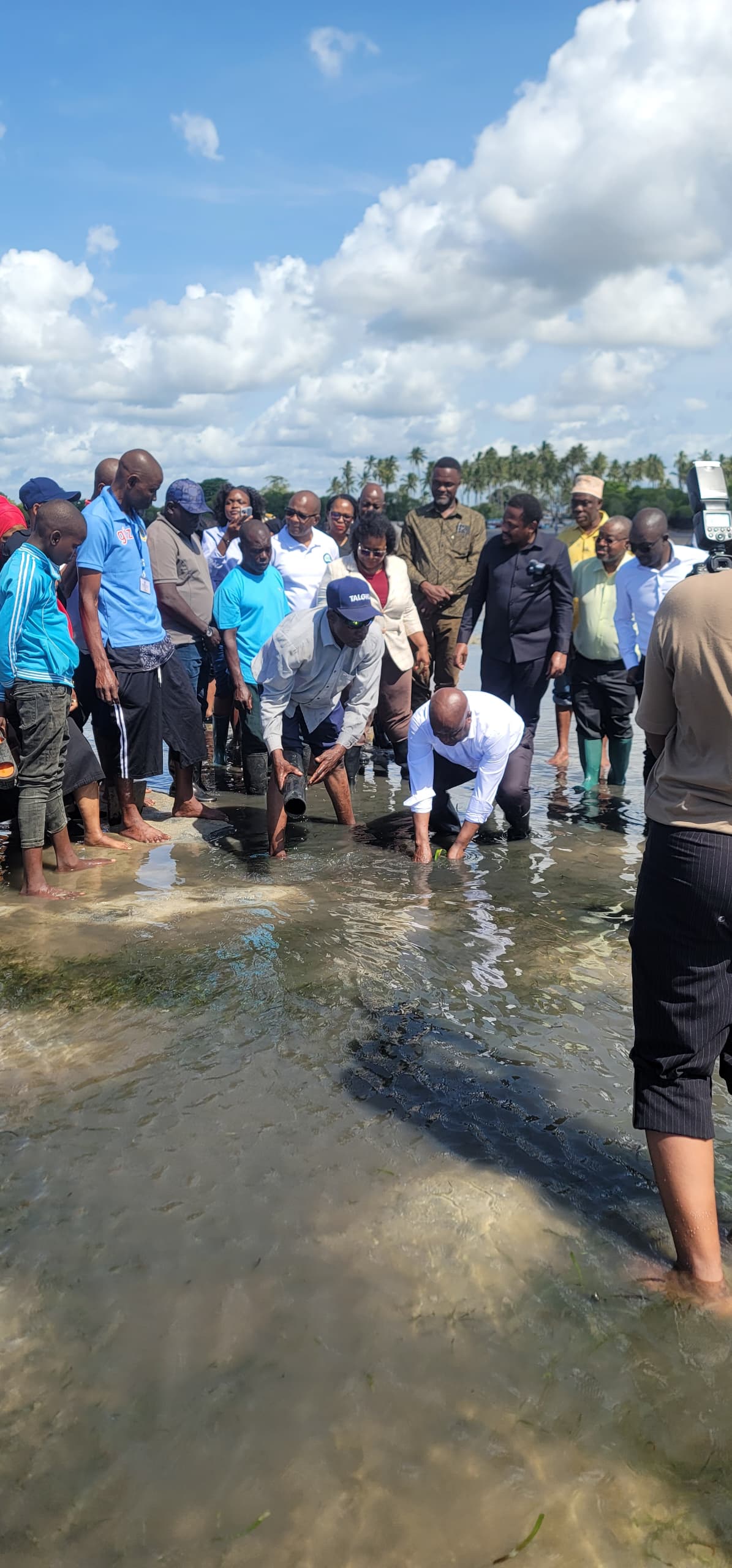 Seagrass restoration launch event